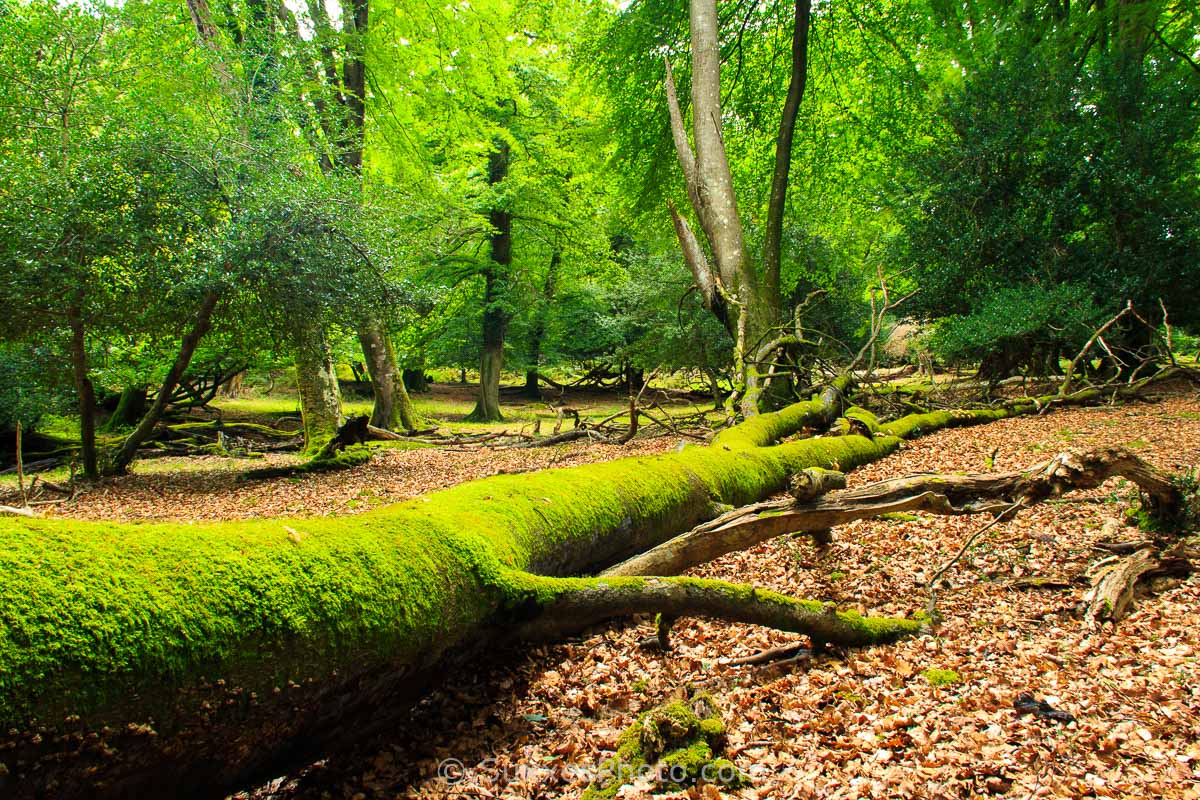 ancient-woodland-new-forest-fritham - UK Landscape Photography