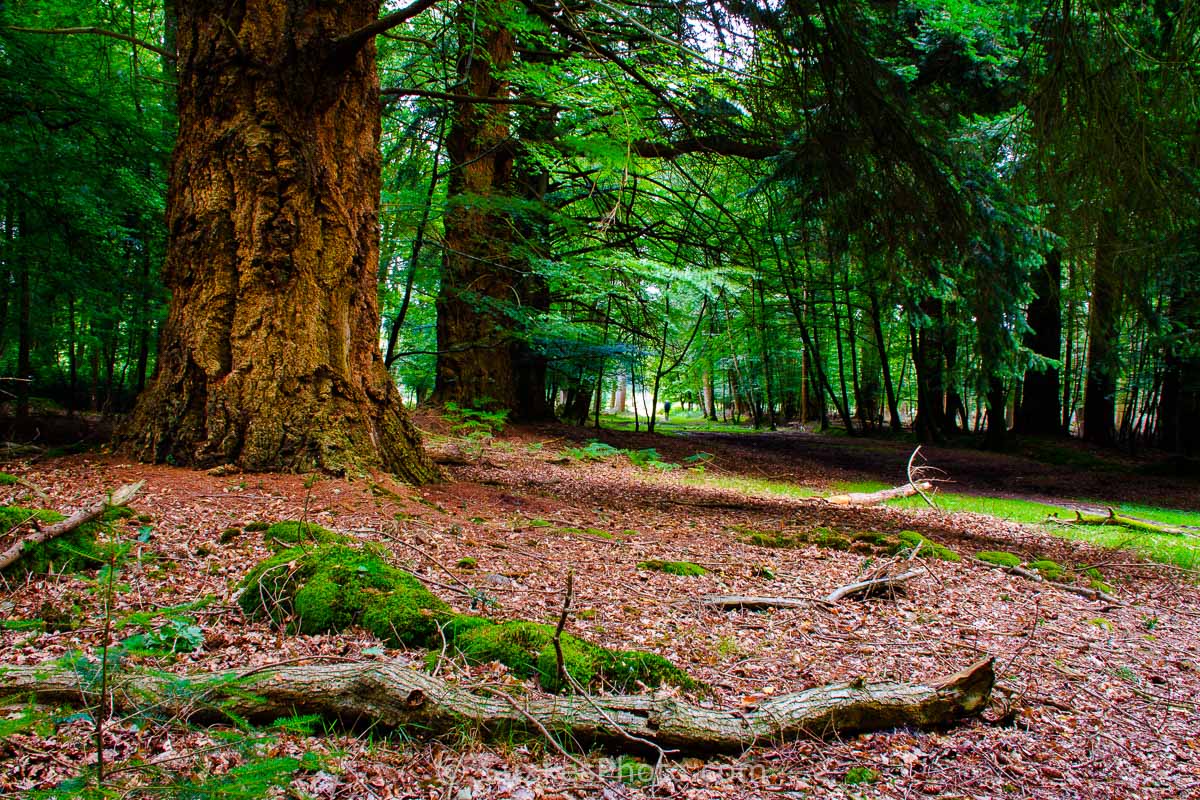 giant-pines-new-forest - UK Landscape Photography