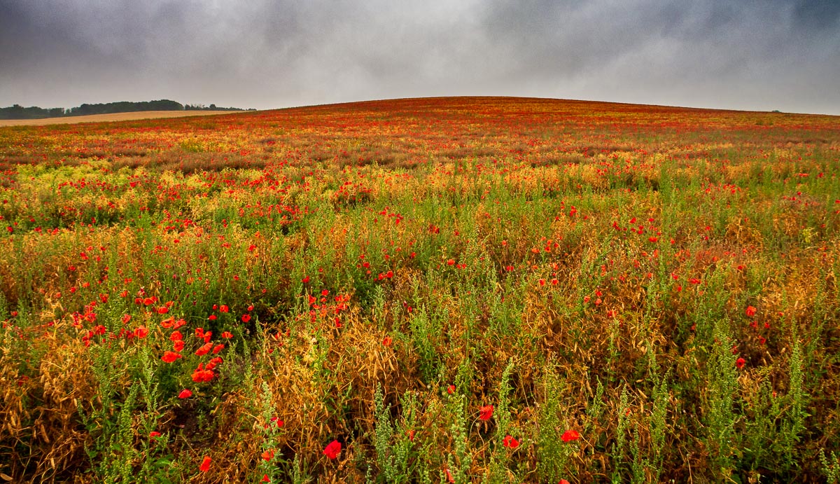 Hyde Hill Cambridgeshire poppies - UK Landscape Photography