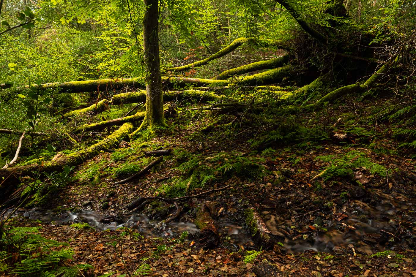 devils-punch-bowl-woodland-surrey - UK Landscape Photography