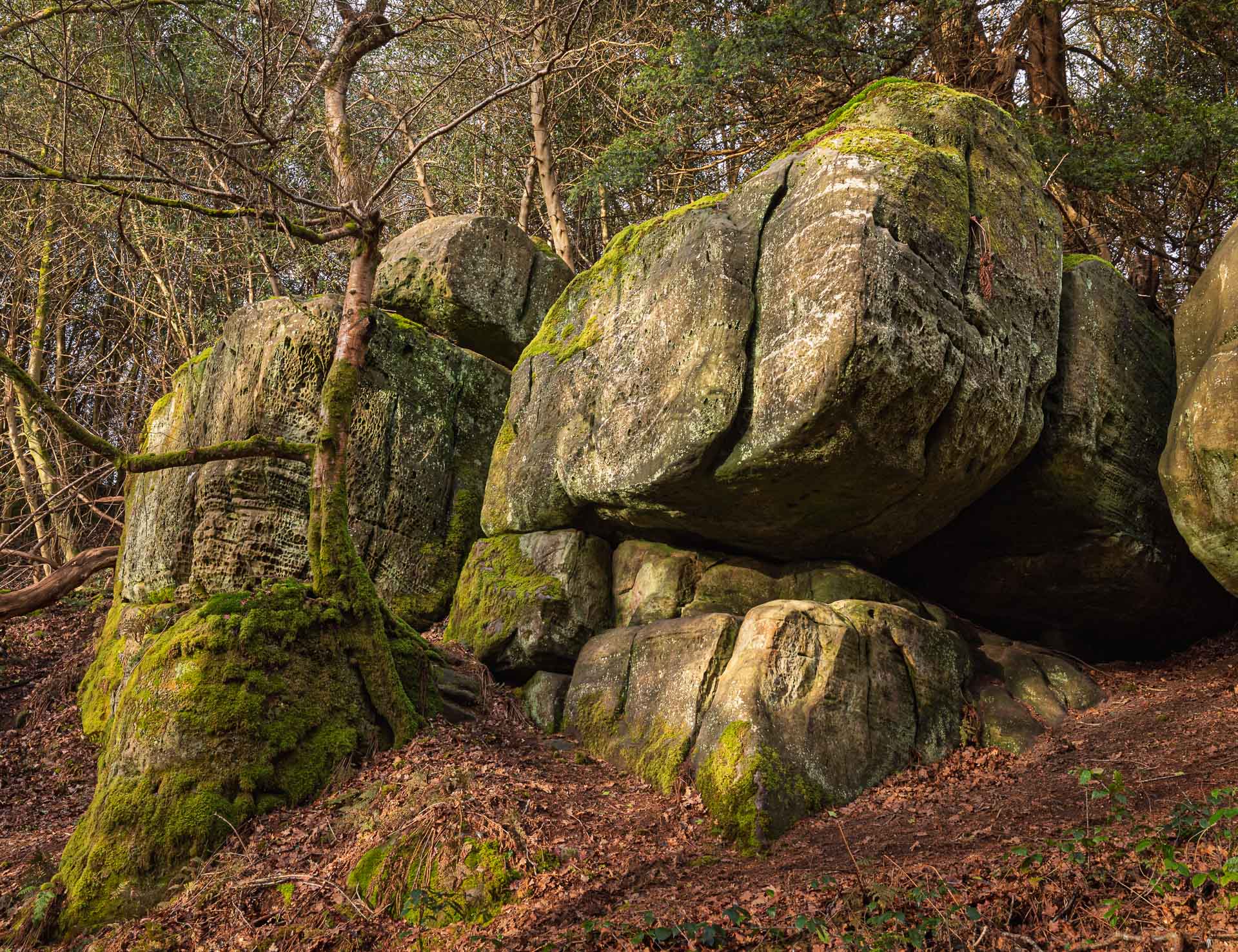Uk Forest Rocks Eridge Rocks Nature Reserve, East Sussex - UK Landscape Photography